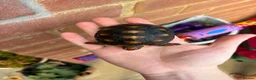 Tortoise reptiles for sale: Baby red foot tortoise  - Advert 3
