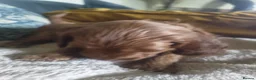 Cockapoo dogs for sale: Show Cockapoo puppies F1 - Advert 15