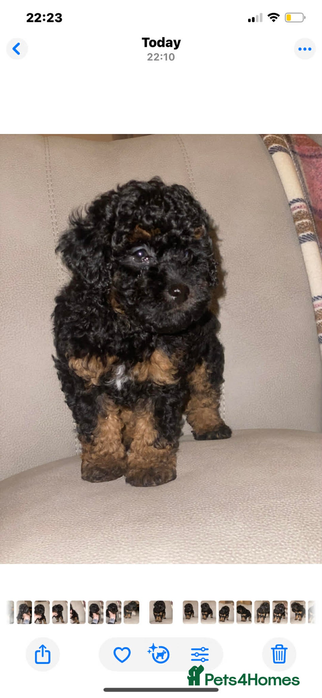 Toy Poodle dogs for sale: One Kc phantom toy poodle left- ready now!  - Advert 28