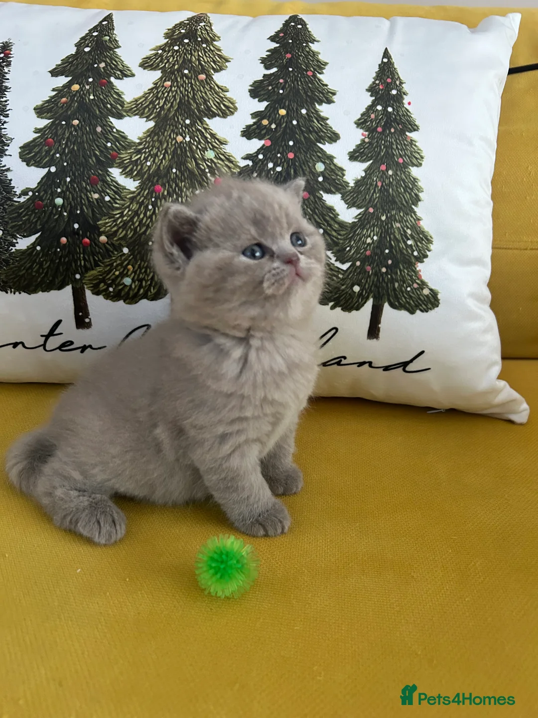 British Shorthair cats for sale: GCCF BRITISH SHORTHAIRS ALL RESERVED - Advert 25