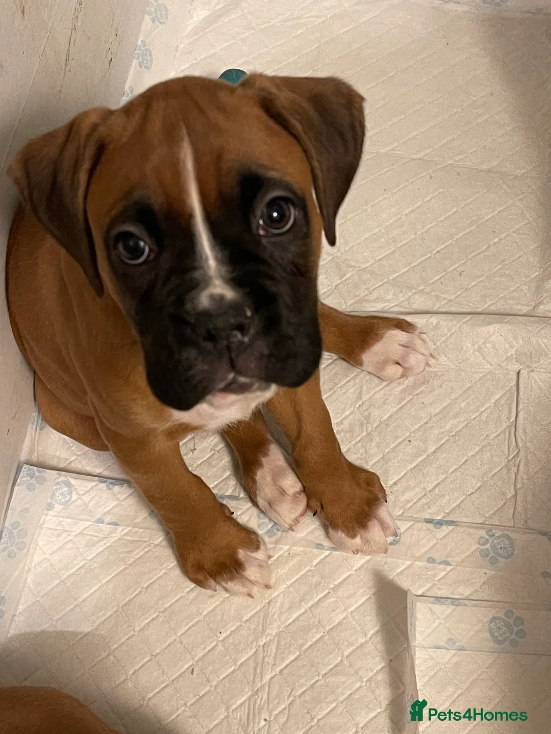 Boxer dogs for sale:  Stunning KC reg bobtailed boxers *1 girl left* - Advert 2