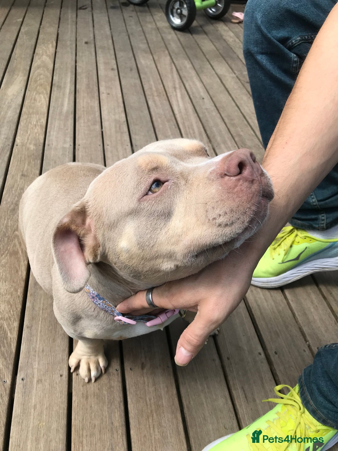 Mixed Breed dogs for sale: Beautiful Microbully female  - Image 3