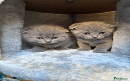 Scottish Fold cats for sale: Lovely Scottish fold kitties🥰 - Image 7