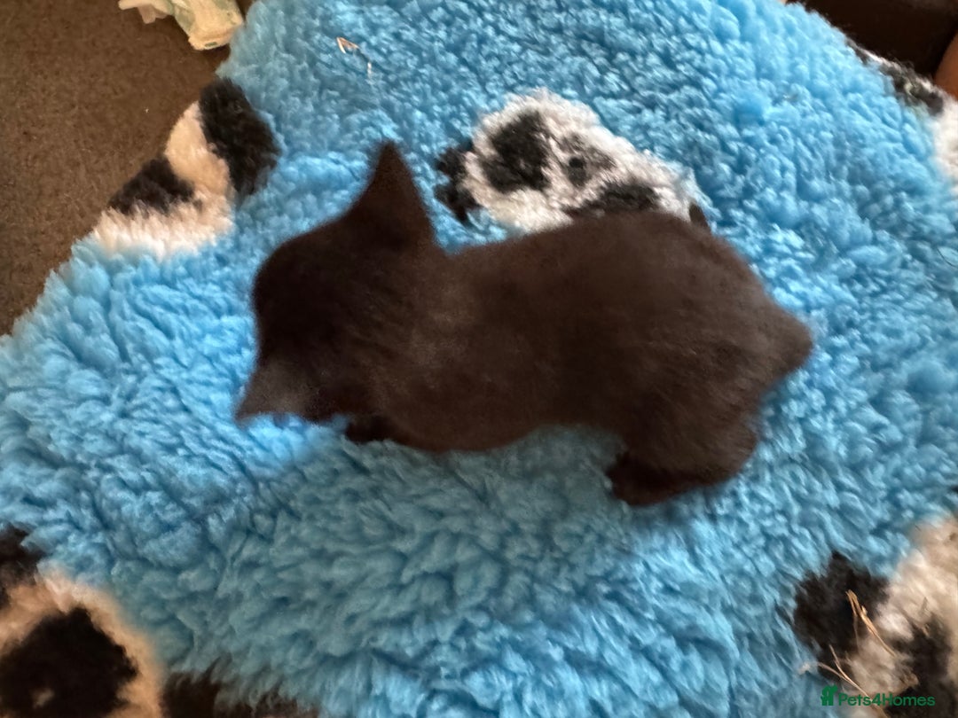 Domestic Shorthair cats for sale: Tabby Kittens - Image 8