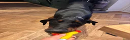 Dobermann dogs for sale: Duke 11MonthDoberman Looking for His Forever Home  in Wolverhampton - Advert 10