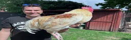 Chickens poultry for sale: 3 cockerels for rehome in Warwick - Advert 2