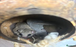 Mouse rodents for sale: Pygmy dormice for sale - Image 2