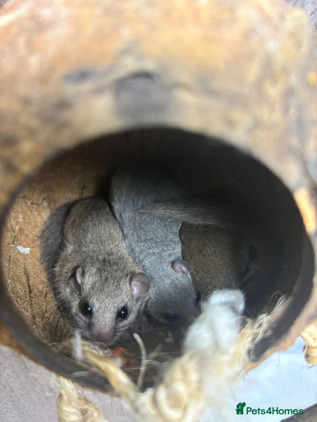 Mouse rodents for sale: Pygmy dormice for sale - Image 2