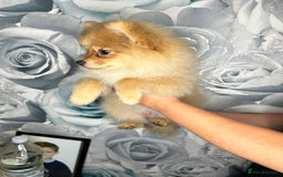 Pomeranian dogs for sale: Pomeranian puppies in Erith - Image 8