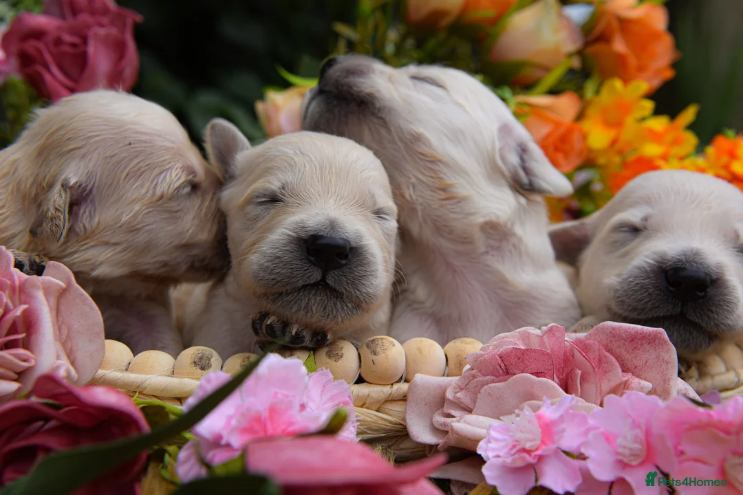 Golden Retriever dogs for sale: Beautiful Soft Gentle Golden Retrievers  in Sleaford - Advert 2