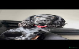 Cocker Spaniel dogs for sale: Cocker spaniel puppies - Advert 10