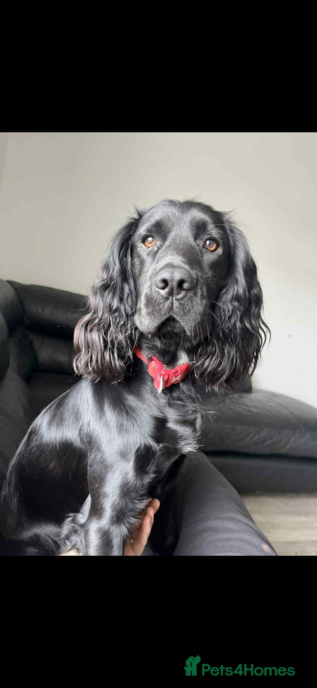 Cocker Spaniel dogs for sale: Cocker spaniel puppies - Advert 10