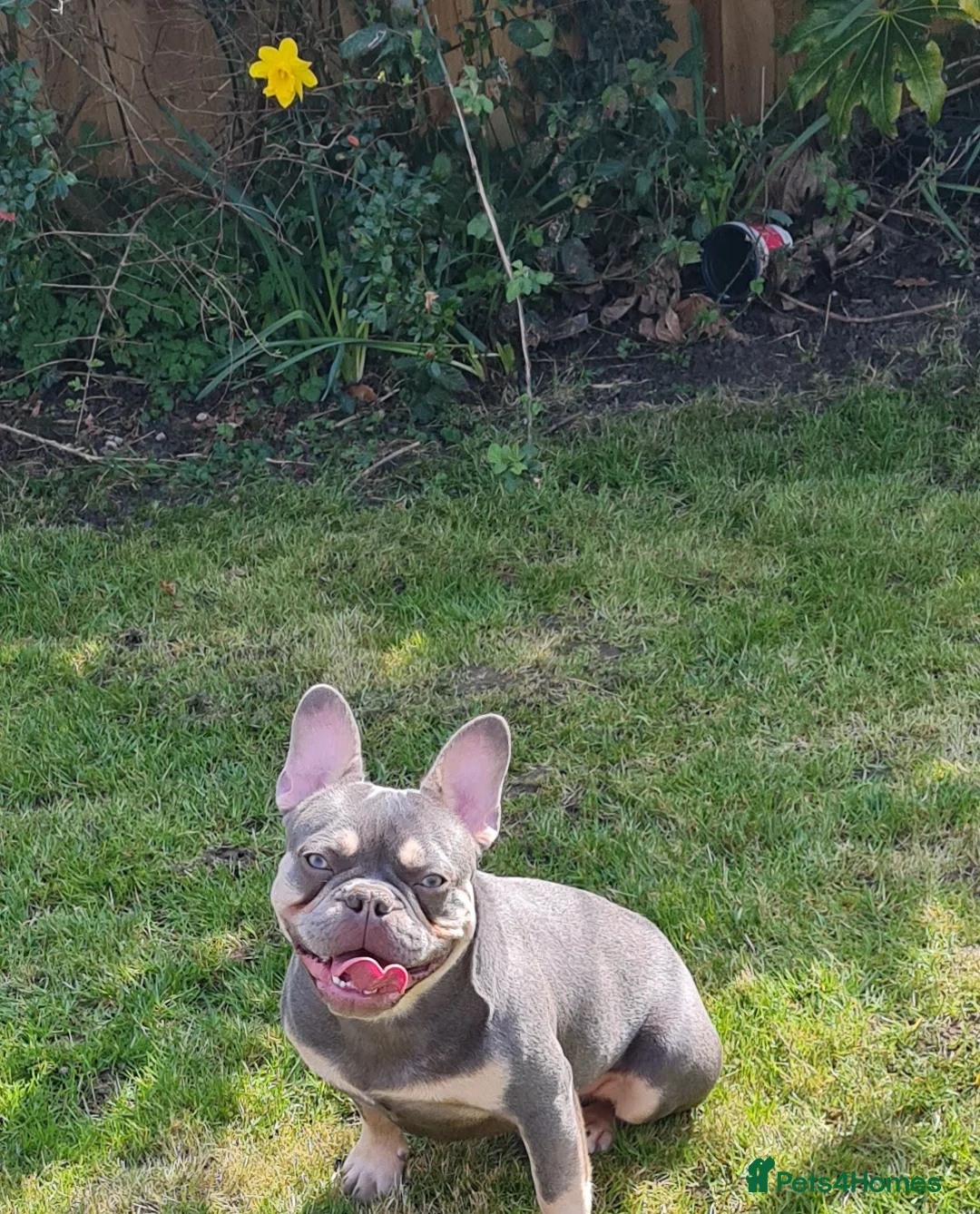 French Bulldog dogs for stud: Top Quality Stud RAMSGATE 🎯🎯 KC registered💣💣  in Ramsgate - Advert 28