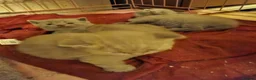 British Shorthair cats for sale: Hurry only  girl left Brithish shorthair kittens  - Advert 16