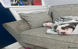 Olde English Bulldogge dogs for sale: Old English bulldog 1 female left!! - Image 3