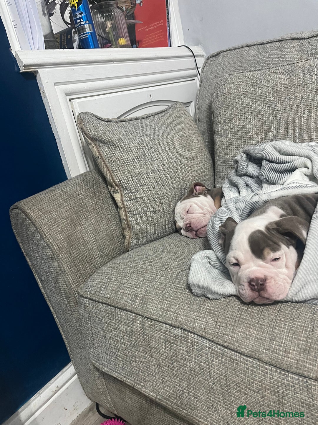 Olde English Bulldogge dogs for sale: Old English bulldog 1 female left!! - Image 3