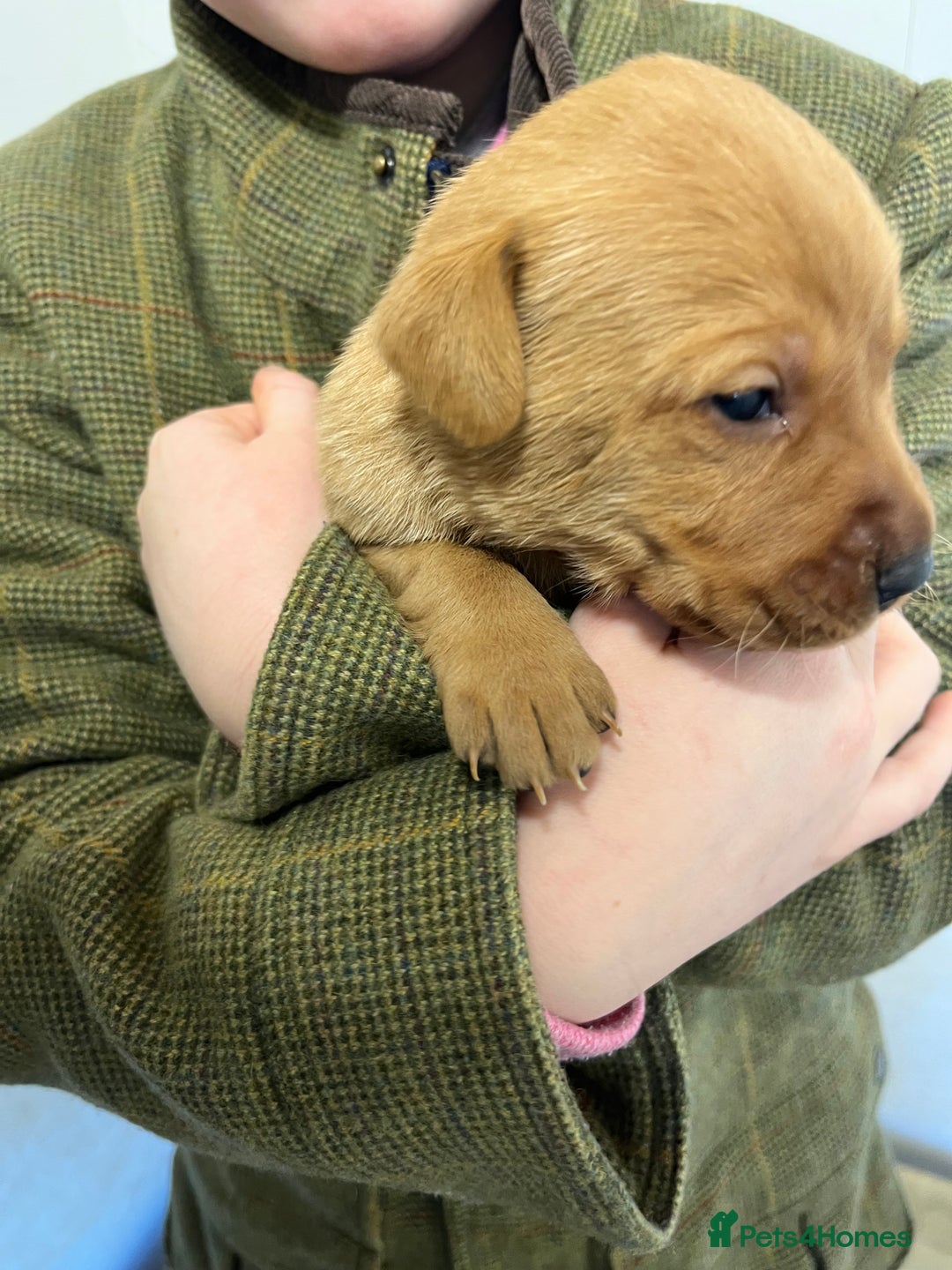Labrador Retriever dogs for sale: KC reg Yellow Labrador pups  - Advert 7