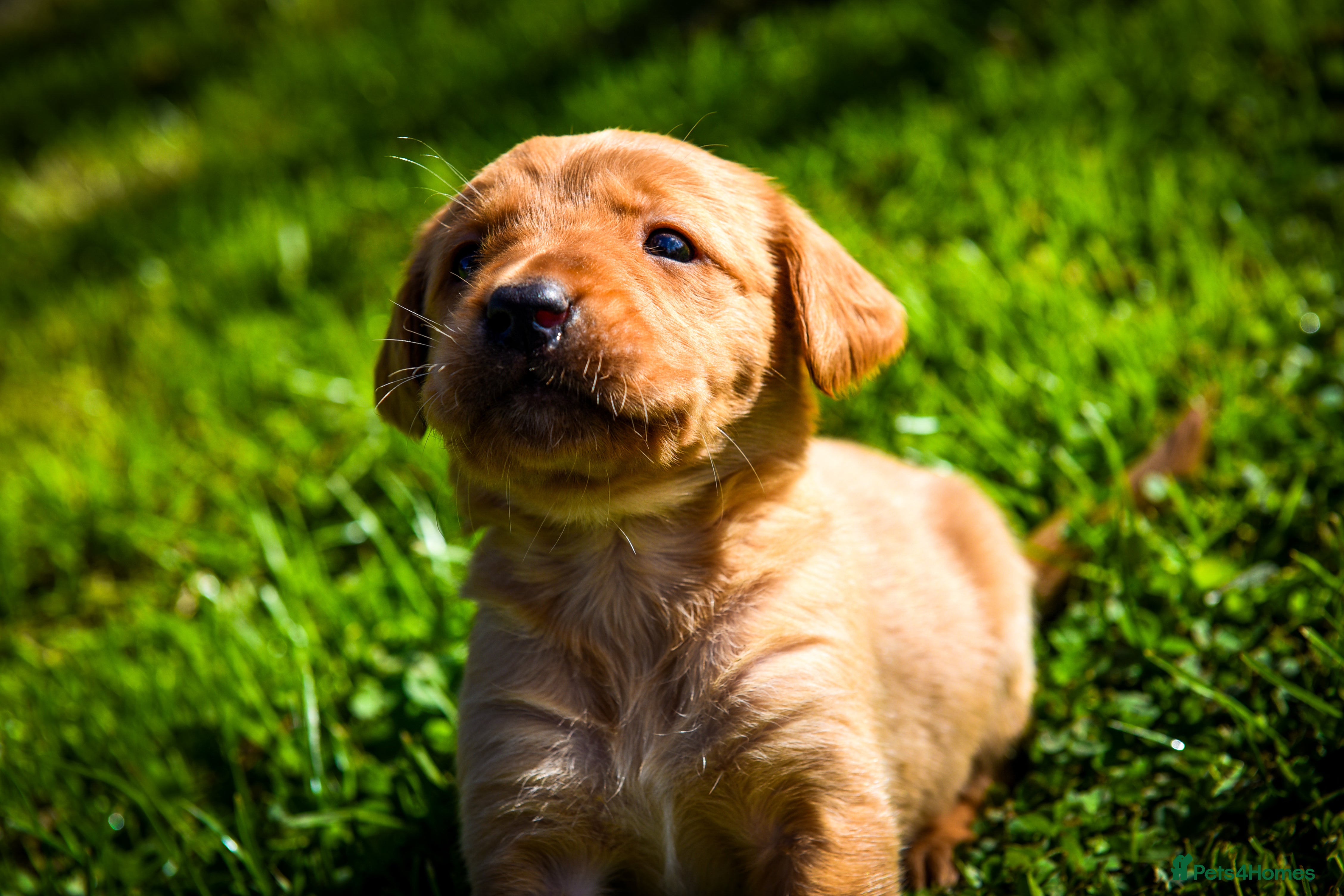 Goldador dogs Beautiful Red Goldador Puppys DNA Clear - Advert 1