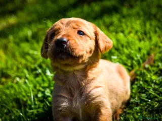 Goldador dogs Beautiful Red Goldador Puppys DNA Clear - Advert 1