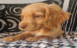 Cocker Spaniel dogs for sale: Cocker spaniels only 3 left  - Image 2