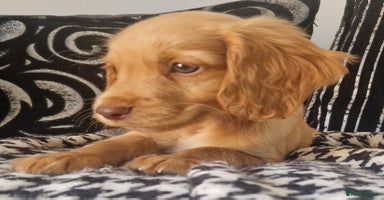 Cocker Spaniel dogs - Advert 8