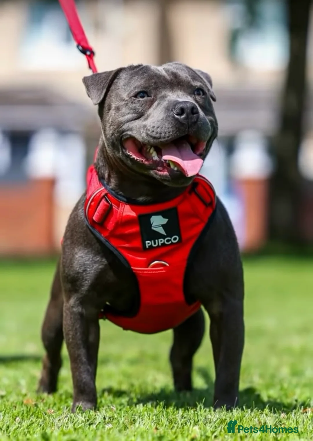 Staffordshire Bull Terrier dogs for sale: Staffordshire Bull Terrier Pups for Sale 🩶 - Advert 6