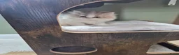 British Longhair cats for sale: Stunning boy - Advert 3