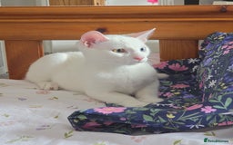 Turkish Angora cats for sale: Snowflake  - Image 3