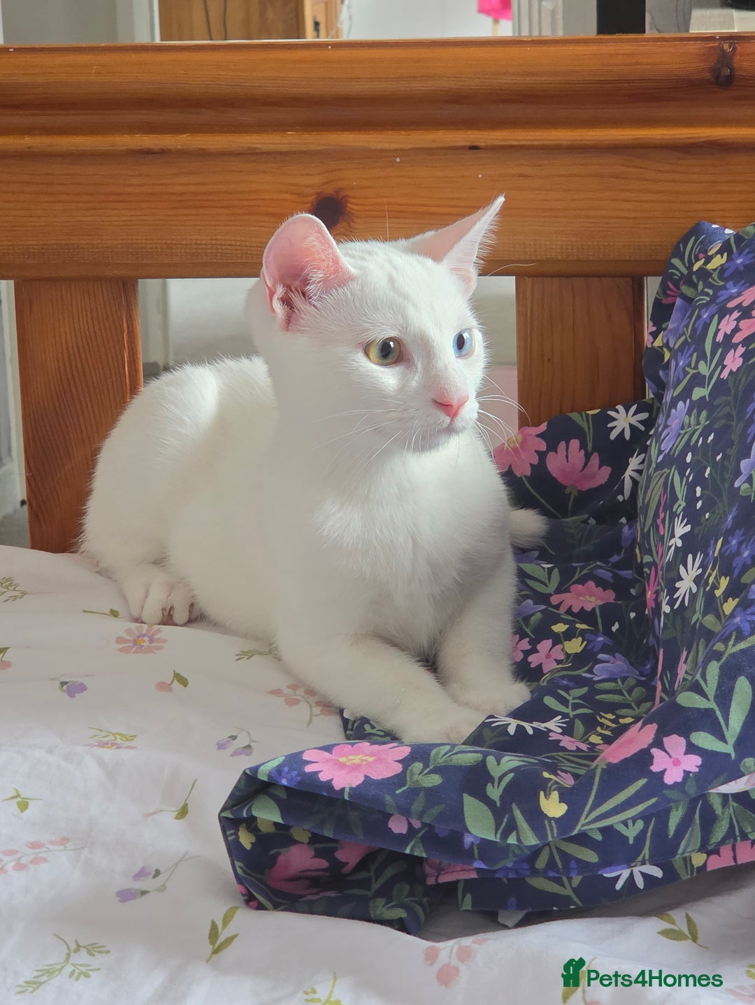 Turkish Angora cats for sale: Snowflake  - Image 3