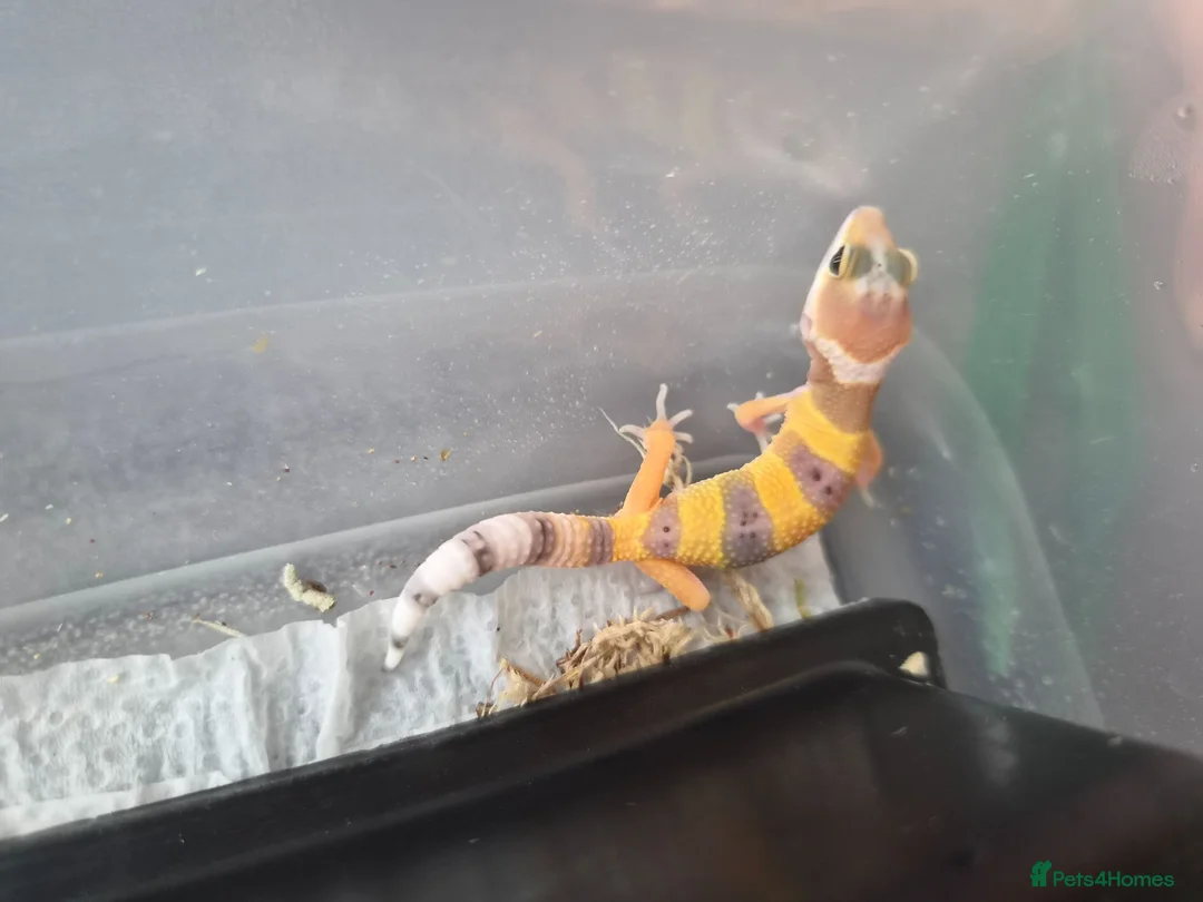 Leopard Gecko reptiles for sale: Leopard gecko  in York - Advert 2