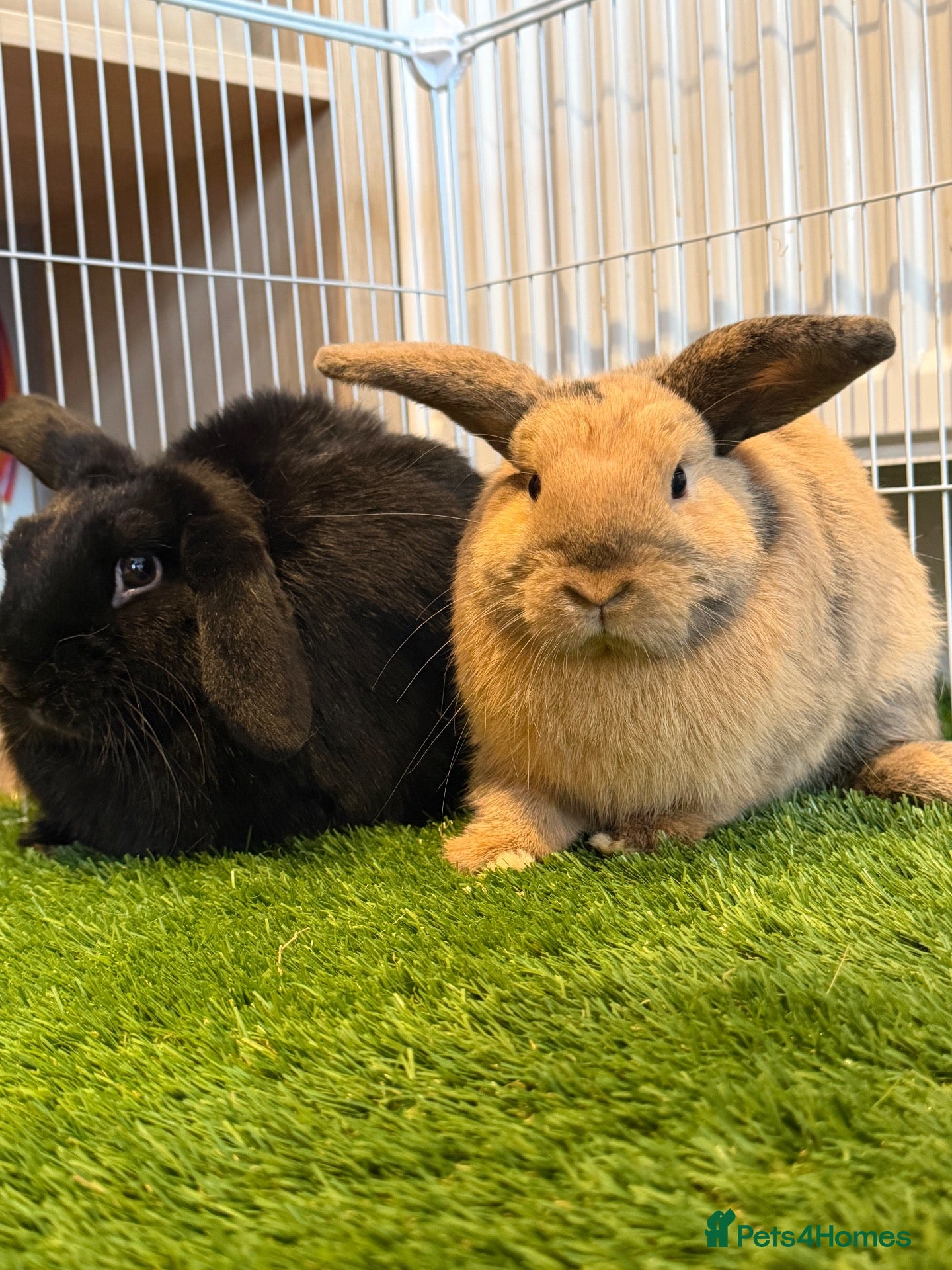 Mini Lop rabbits Mini lops  - Advert 4