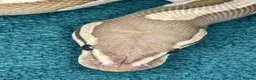 Python Snake reptiles for sale: Reducing collection ball pythons - Advert 3
