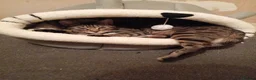 Bengal cats for sale: Male tabby kitten  - Advert 2
