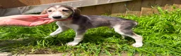 Saluki dogs for sale: Beautiful Saluki pups from champion lines - Advert 29