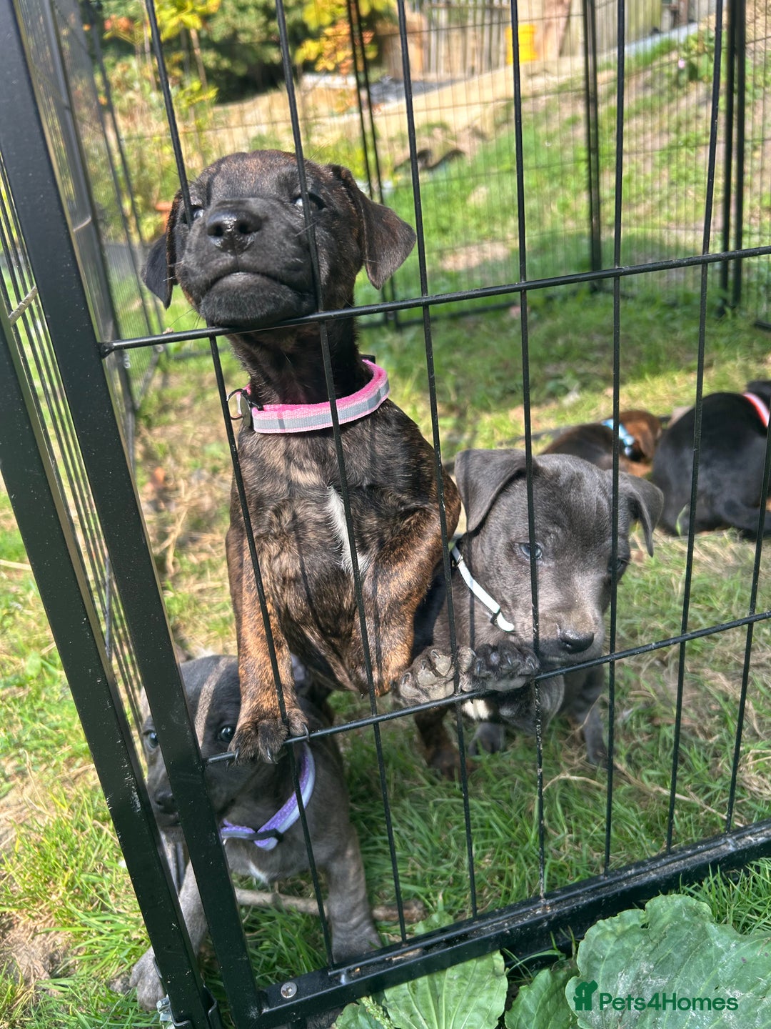 Jack Russell dogs for sale: Blue & Black Brindle Jack Russells - Image 29