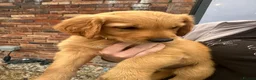 Golden Retriever dogs for sale: Golden Retriever KC puppies  - Advert 8