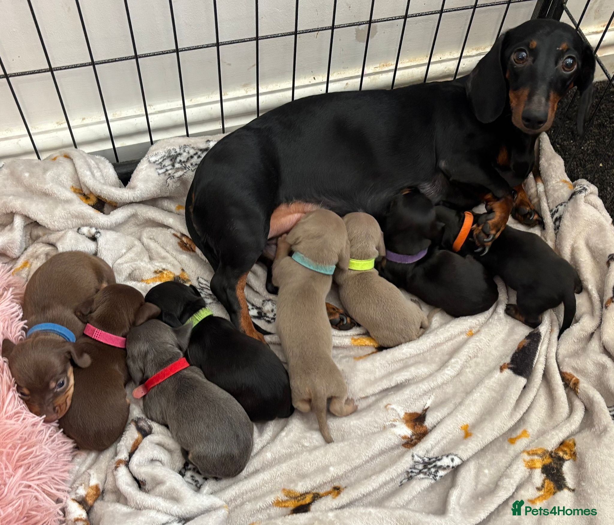 Miniature Dachshund dogs Beautiful littler of 8 miniature dacshunds  - Advert 9
