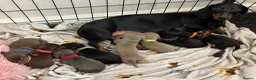 Miniature Dachshund dogs for sale: 5 miniature dacshunds puppies  - Advert 4