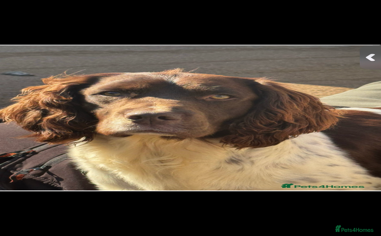 English Springer Spaniel dogs - Advert 2