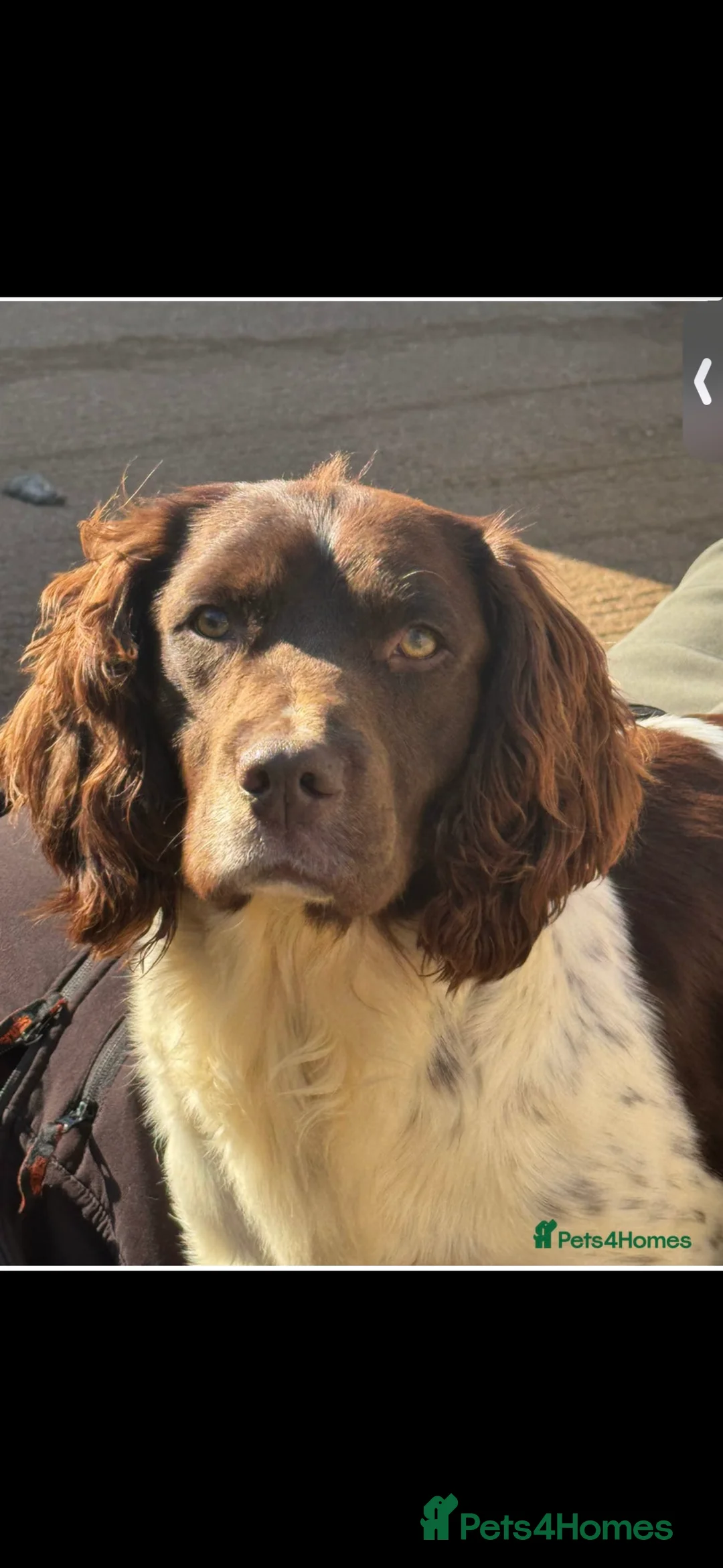 English Springer Spaniel dogs for stud: Stunning Kc Reg English Springer Spaniel..  - Advert 4