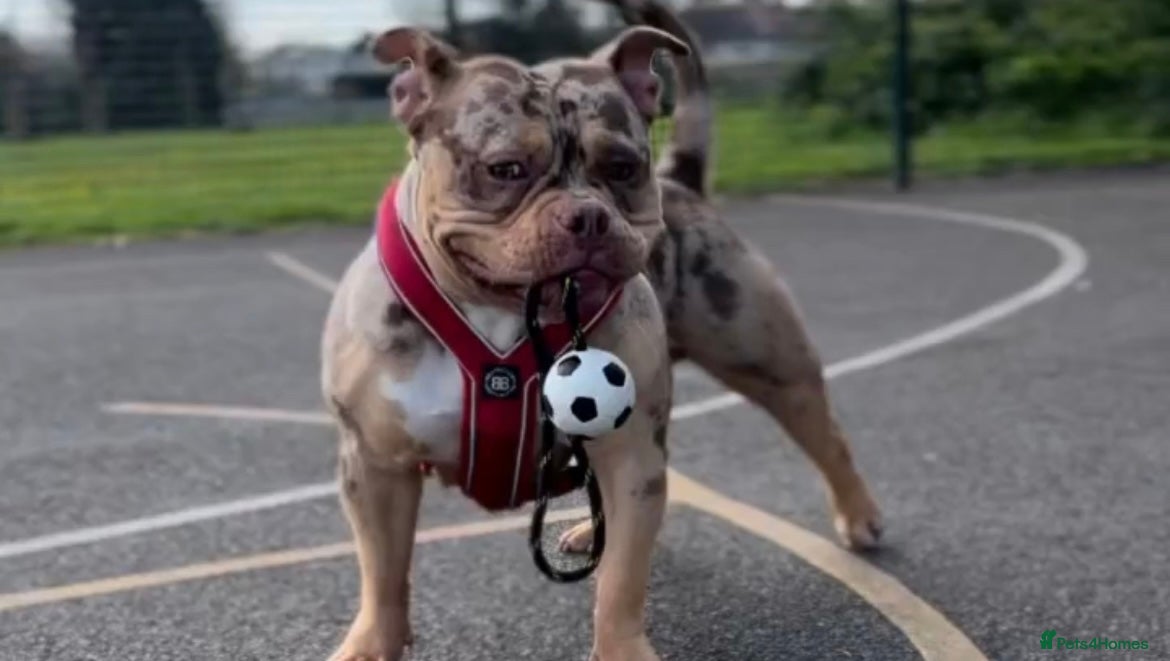 Mixed Breed dogs 3 year old female pocket bully - Advert 1
