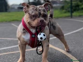 Mixed Breed dogs 3 year old female pocket bully - Advert 1