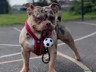 Mixed Breed dogs 3 year old female pocket bully - Advert 18