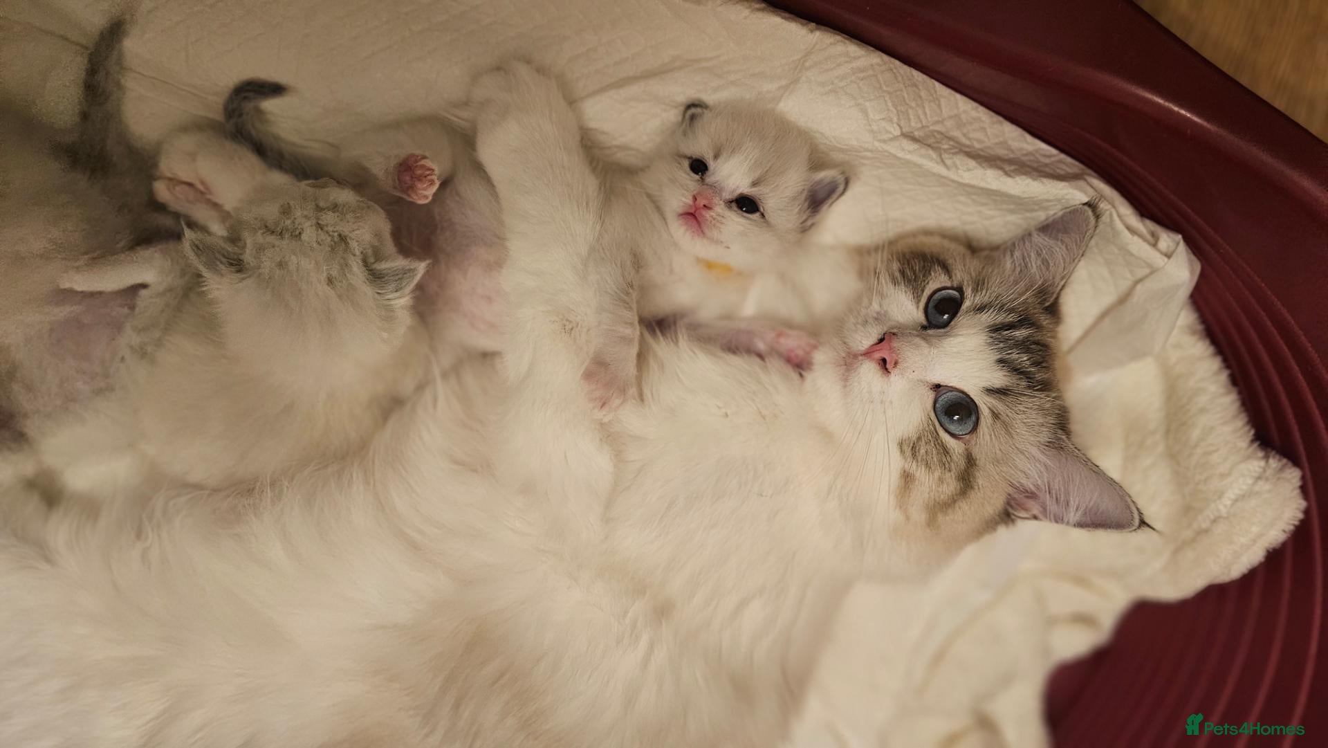 Ragdoll cats for sale: 🏆 GCCF Ragdolls – Championship Bloodlines - Advert 1