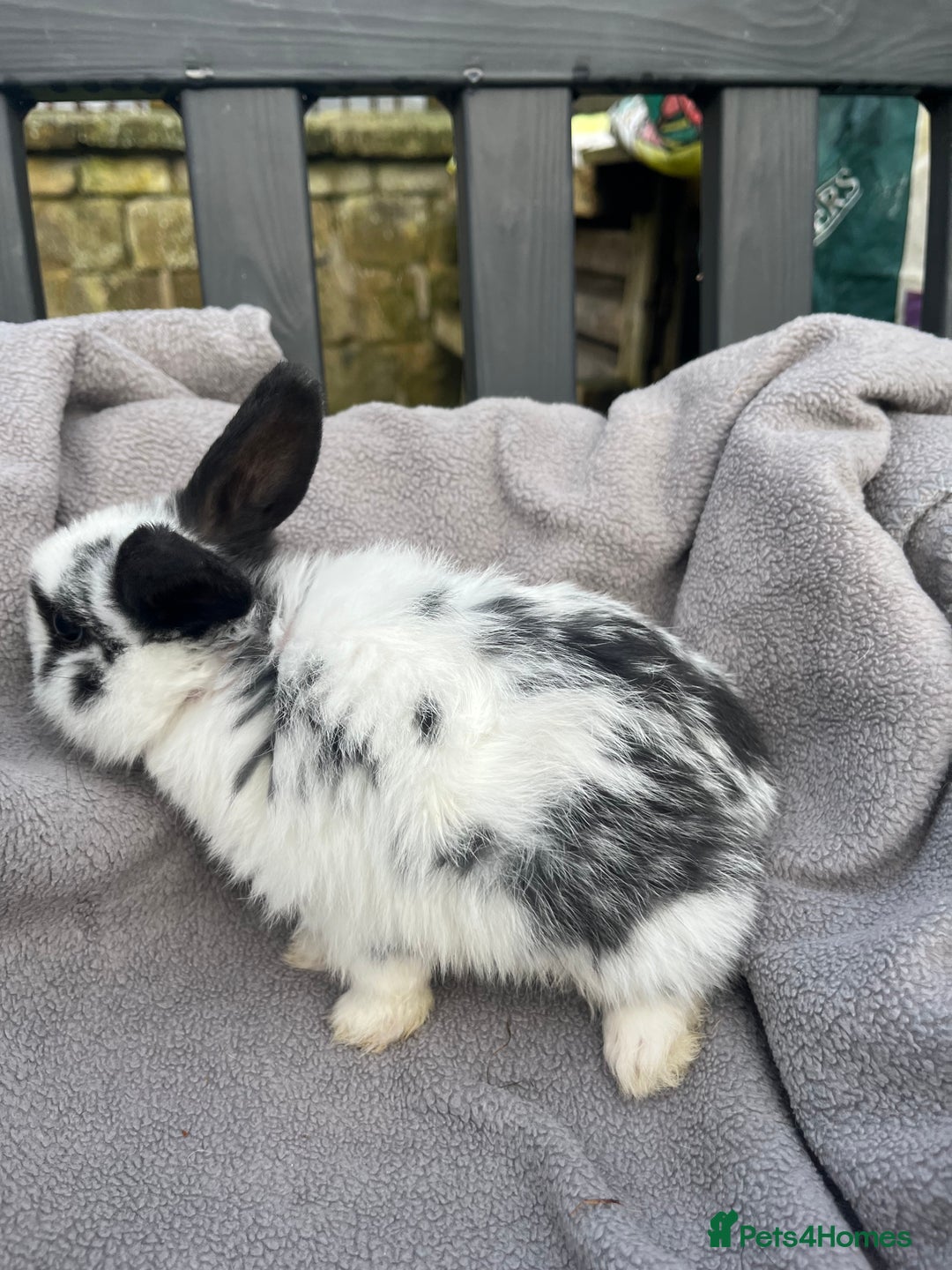 Mini Lop rabbits for sale:  Beautiful mini lops - Advert 11