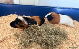 Guinea Pig rodents for sale: Two bonded female guinea pigs with cage - Image 4