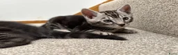 Bengal cats for sale: READY NOW ActiveTICA SilverCharcoal Bengal Kittens - Advert 21