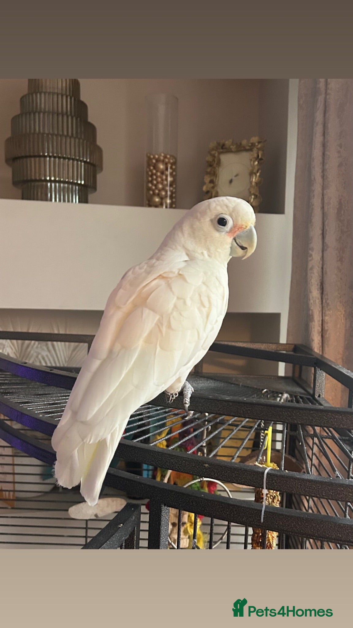 Cockatoo birds Loving Home Wanted for Goffin’s Cockatoo - Advert 9