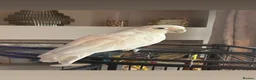Cockatoo birds for sale: Loving Home Wanted for Goffin’s Cockatoo - Advert 1
