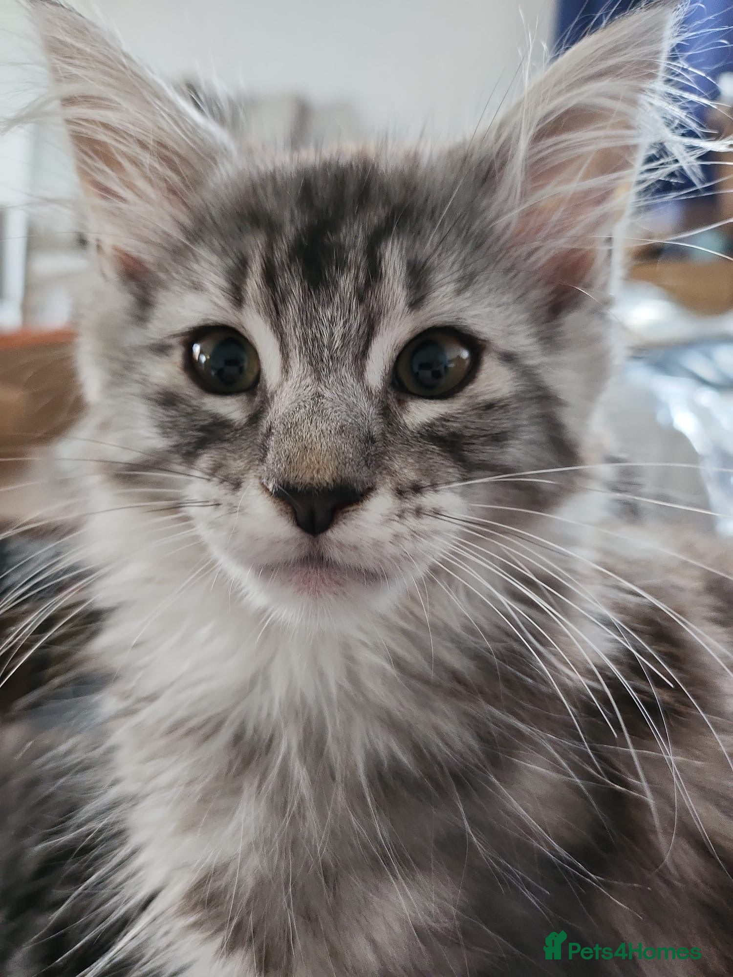 Maine Coon cats 🐾 Stunning Silver Tabby Maine Coon Boy 🐾 - Advert 2